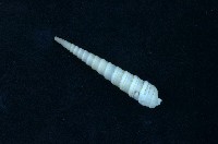 藏品(筍螺)的圖片